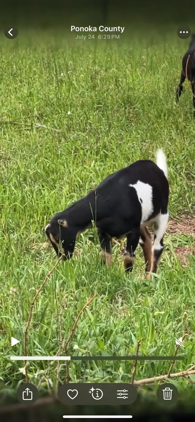 Mini LaMancha Buckling in Livestock in Edmonton - Image 2