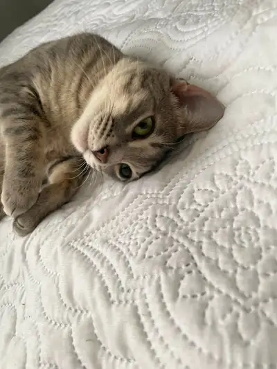 Voici Émeraude, une magnifique chatte Bengal de 2 ans, en parfaite santé et déjà opérée (stérilisée)...