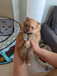 Full bred Pomeranian puppies $3000