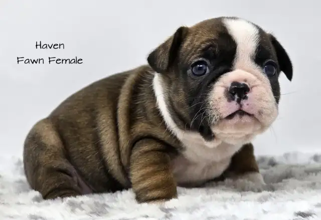Frenchton Puppies in Dogs & Puppies for Rehoming in Edmonton - Image 7