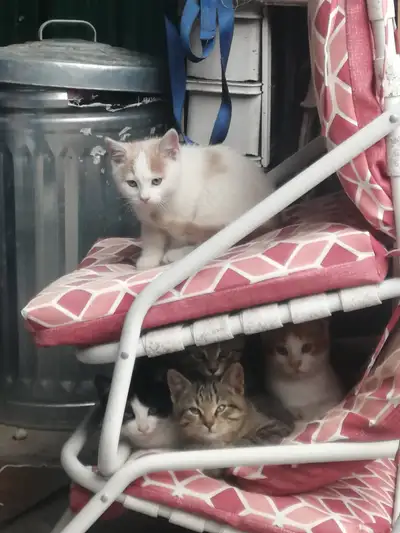 Kittens for sale, View more