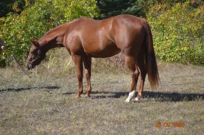 AQHA reg'd 2 yr. old filly, View more