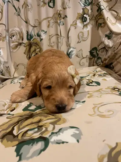 F1B Prydoodle Puppies, View more