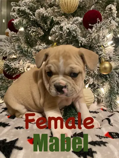 Hey, thank you for visiting! We have 7 beautiful “frugs” (French bulldog x pug) puppies available! T...