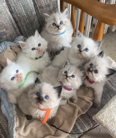 Ragdoll kittens born March 2nd. We have one absolutely perfect bluepoint female left. We were planni...