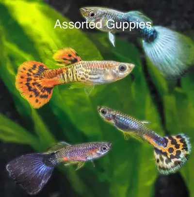 Other Available Stock, View more