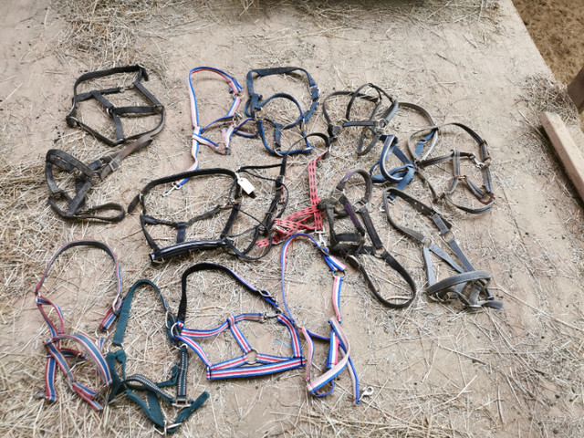 Horse tack in Equestrian & Livestock Accessories in North Bay - Image 2