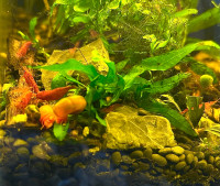 orange/red sakura shrimp neocaradina FREE PLANT INCLUDED