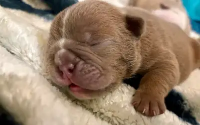 OEB puppies! They’re here!, View more