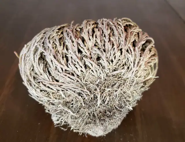 Resurrection Plant in Other in Calgary - Image 4