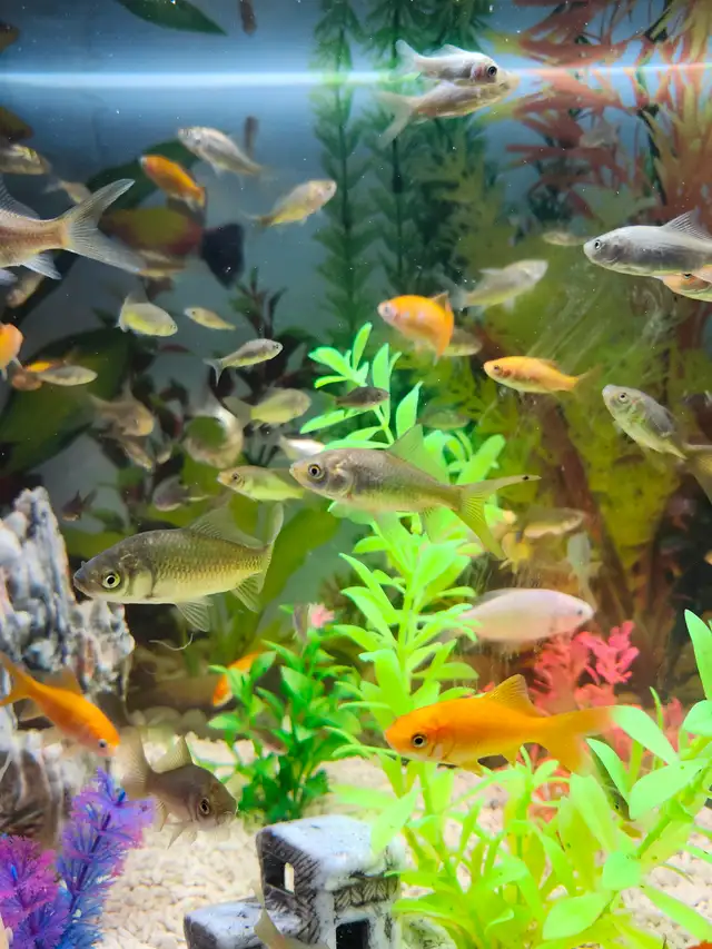 Pond Fish Available in Fish for Rehoming in Kingston - Image 3