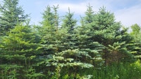 Colorado Blue Spruce for sale