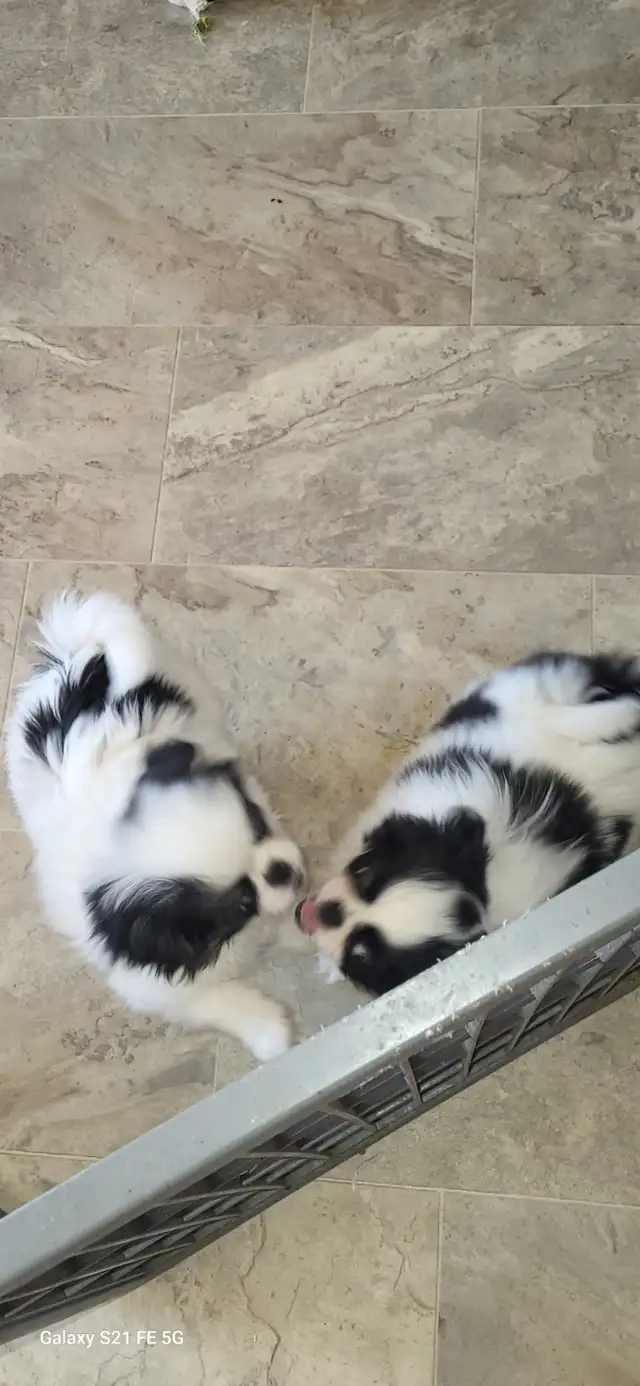 JAPANESE CHIN in Dogs & Puppies for Rehoming in Calgary - Image 2