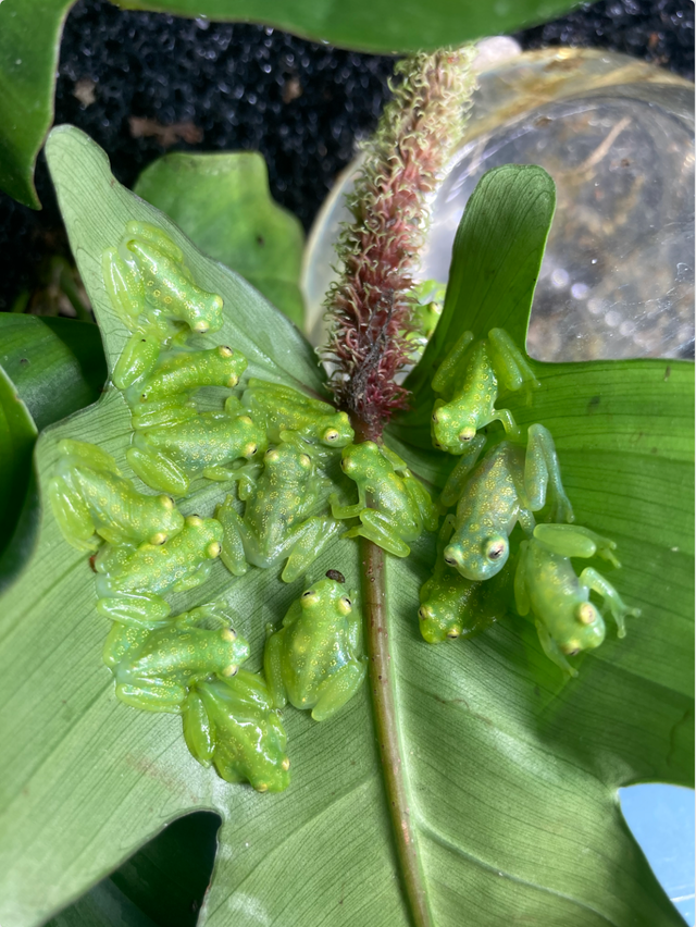 CB Reticulated Glass Frogs (Hyalinobatrachium valerioi) in Reptiles & Amphibians for Rehoming in City of Toronto - Image 6