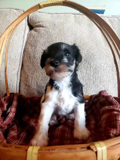 Mini Schnauzer Puppy, View more