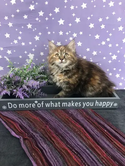 Maine Coon Girl - Affectionate and Affordable , View more