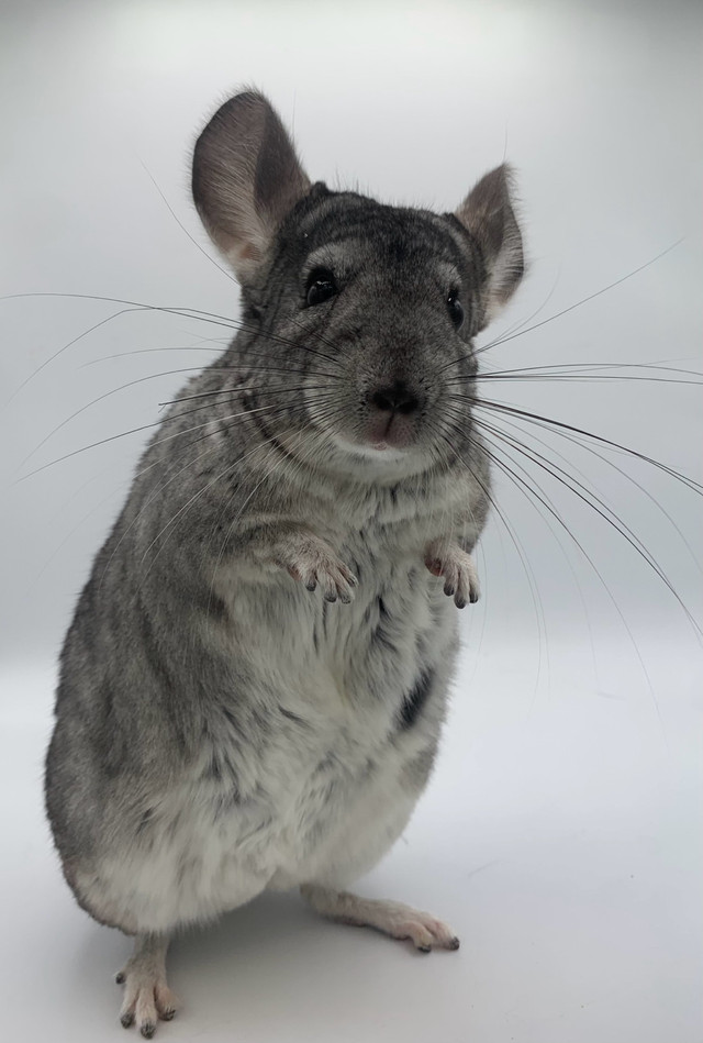 Young Male Chinchilla Dark Grey in Small Animals for Rehoming in Oshawa / Durham Region