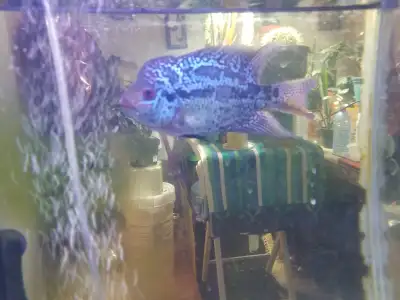 I have a pair of Blue Flowerhorns,The male is 7" to 7.5" long nice markings and nice side lines eati...