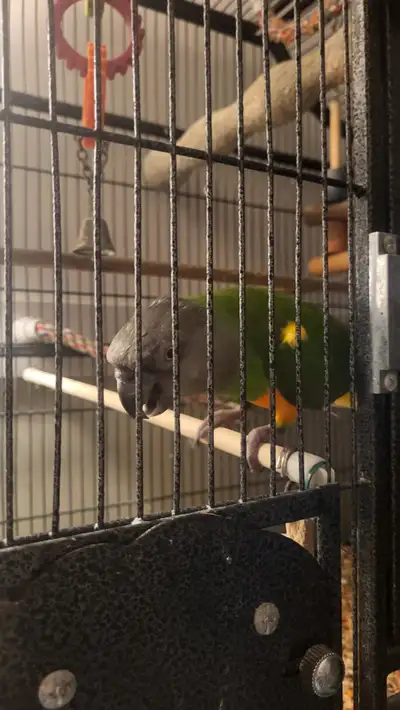 I have a mature , possibly male senegal parrot looking for a new home. He says a tonne of words, whi...