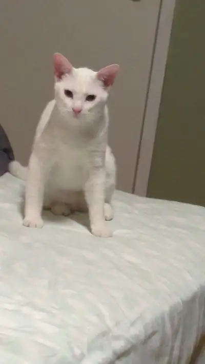 Cat for rehome, View more