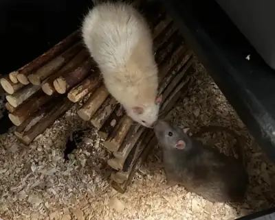 Adopt rats Benny and Marshmallow for their golden year, View more