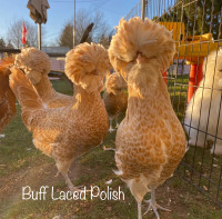 Purebred Buff Laced Polish chicks and hatching eggs 
