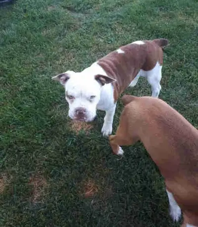 BOY AVAILABLE 14weeks ,Mom english bulldog dad old english boston all pups are vet checked and recei...