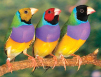 Looking for Gouldian Finches Birds