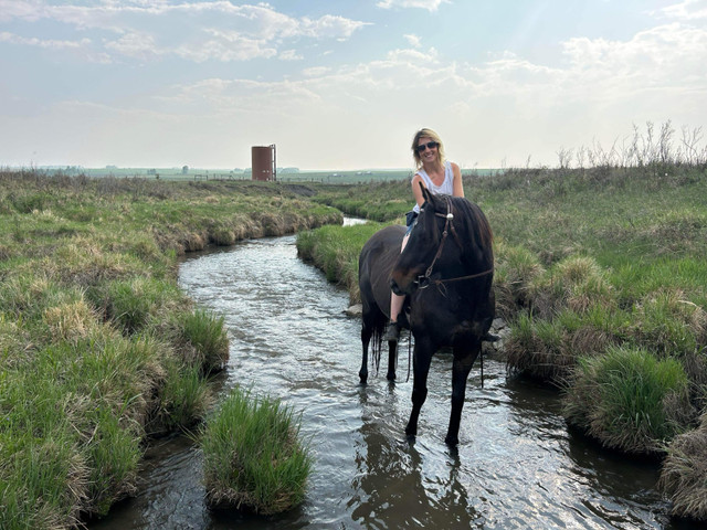 Thoroughbred gelding in Horses & Ponies for Rehoming in Calgary