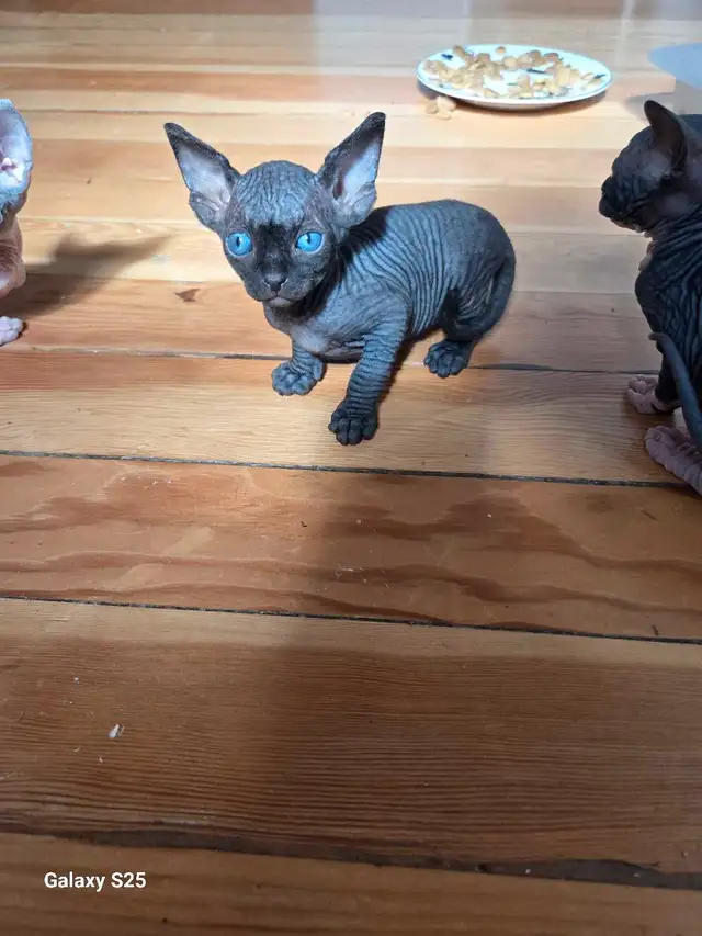 Chats Sphynx  in Cats & Kittens for Rehoming in Saint-Hyacinthe - Image 2