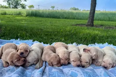 5th generation Labrador pups Purebred Registered “red” male with a lovely temperament matched with o...