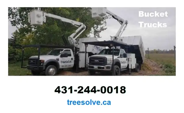 Tree Removal - Pruning - Disease Treatment | 431-244-001862863247569026121