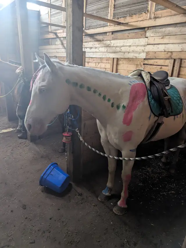 Temperature controlled indoor riding lessons64840302708737123