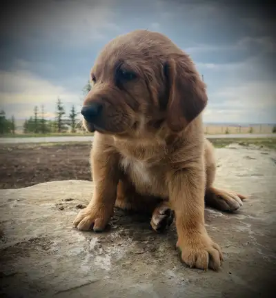 Labernese Puppies!- SOLD, View more