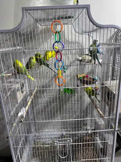 Adopt Birds Locally in Regina Area | Free Local Classifieds - Kijiji