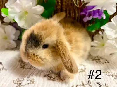 **BOTH RESERVED** Male Holland Lop Bunnies!!, View more