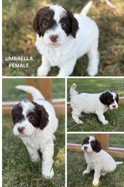 Mini F1 Springer doodle / Sproodle Puppies, View more