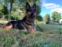 LOOKING FOR A RETIREMENT HOME FOR GERMAN SHEPHERD. 
