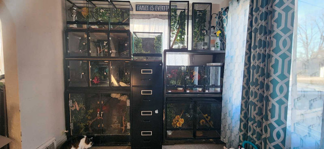 REDUCED...Crested gecko collection  in Reptiles & Amphibians for Rehoming in Chatham-Kent