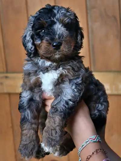 These adorable Mini F1b and Medium F1 Bernedoodle puppies are ready for homes in April. Our pups are...