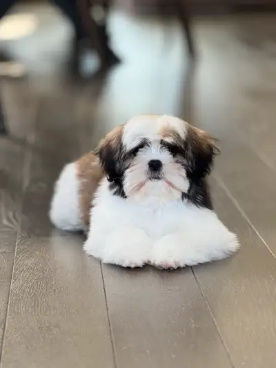 Female Shih tzu Almost complete with vaccine, only needing anti rabiers shot. 4 months old. Potty tr...