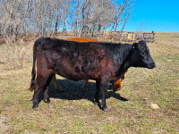 Purebred Dexter Cow and Heifer
