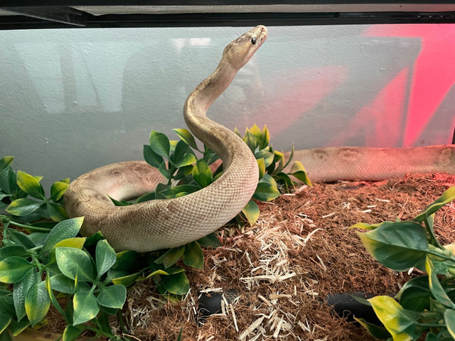 Champagne Ball Python in Other Pets for Rehoming in Calgary - Image 2