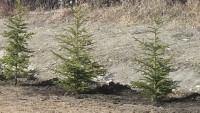 Spruce, Pine, Aspen, Tree