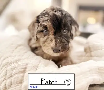 TOLLERDOODLE PUPS, View more