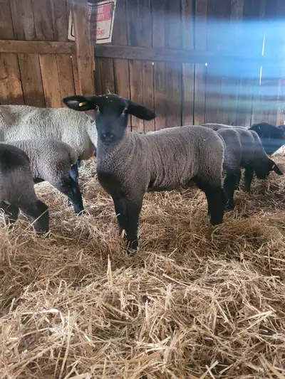 Purebred suffolk ewes and ram lambs. Born beginning of March. Roughly 30lbs now. Another year of lam...