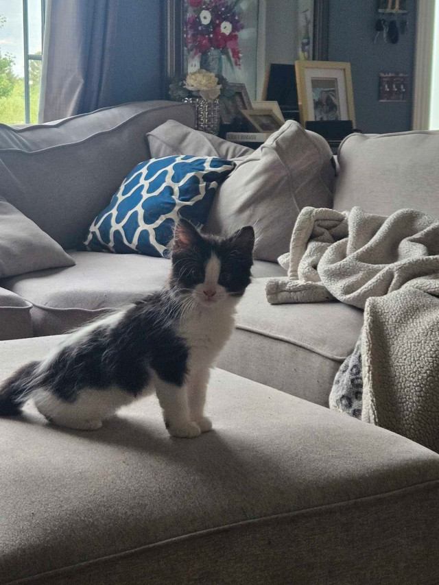 Chatton a Vendre dans Chats et chatons à adopter  à Lanaudière - Image 4