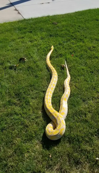 snakes for sale!!, View more