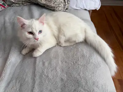 Last kitten left - purebred Siberian - has rare coloured eyes, View more