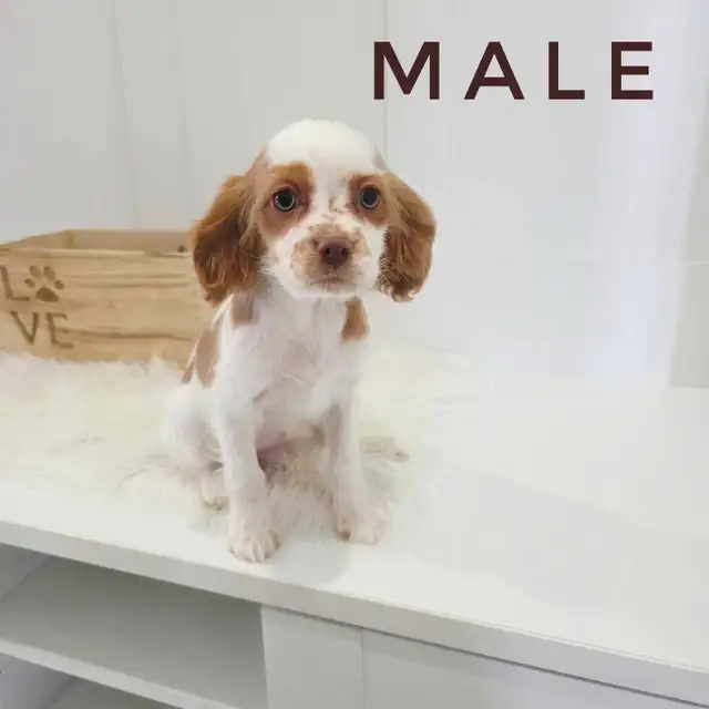 Cavalier King Charles x Puppies - last boy! in Dogs & Puppies for Rehoming in Mississauga / Peel Region - Image 3